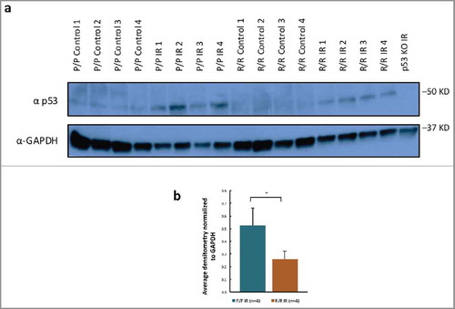 Figure 5. p53 protein levels in splenocytes of adult male p53 R72P mice untreated or exposed to 6.135 Gy IR and killed at 4 h after treatment (A) western blot of 4 biologic replicates of each genotype/treatment group (p53 knockout mouse spleenocytes used as negative control for antibody) (B) densitometry of p53 protein expression normalized to GAPDH loading control, P/P IR mean = 0.53 ± 0.13; R/R IR mean = 0.26 ± 0.06, p = 0.02, 2-sided independent t-test ± refers to standard deviation * p<0.05.