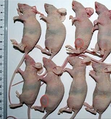 Figure 1 The developed mouse model of osteosarcoma (orthotopic).