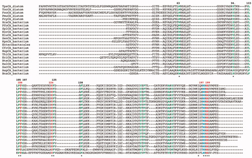 Figure 1. Multialignment of the ι-CA amino acid sequences from different species (bacteria, cyanobacteria, diatoms, and algae). In red, the putative residues of the catalytic triad (T106, Y124, S199); light blue colour, the H197 as the putative proton shuttle residue. In green are the other residues of the catalytic pocket (see Hirakawa et al. [Citation64]). The putative motif (H)HHSS is the typical consensus sequence characterising the ι-CAs. The asterisk (*) indicates identity at all aligned positions. The multialignment was performed with MUSCLE, version 3.1. See Table 1 for the identification of the amino acid sequences used in the multialignment. The residue number system used refers to the AspCA enzyme.