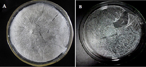 Figure 2. (a) Lyophilized FVPp (Crude Flammulina velutipes polysaccharide was purified by DEAE-52 and Sephadex G-100, and white crystal FVPp was obtained by lyophilization) and (b) lyophilized Zn-FVP (Chelate of Zn with FVPp).