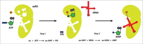 Figure 1. Aminoacyl-tRNA synthetase catalyzes a 2-step aminoacylation reaction. In the first step, the aaRS activates the substrate amino acid. By consuming an ATP it forms an aa-AMP intermediate. In the second step, the aa-AMP is transferred to the acceptor end of the cognate tRNA, generating an aa-tRNA that can be delivered to ribosomes for protein synthesis. aa, amino acid; aaRS, aminoacyl-tRNA synthetase; PPi, pyrophosphate.