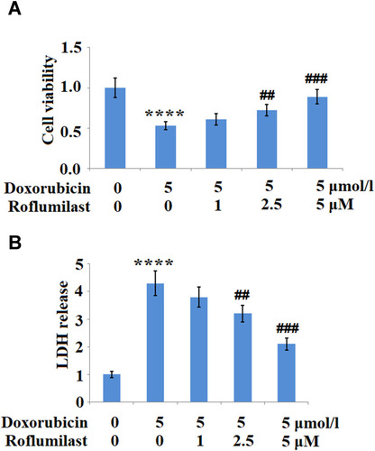 Figure 2 Roflumilast ameliorates Doxorubicin-induced cell death in H9c2 cardiac cells. Cells were treated with 5 μmol/L Doxorubicin in the presence or absence of Roflumilast (1, 2.5, 5 μM) for 24 hours. (A) Cell viability and (B) Lactate dehydrogenase (LDH) release was assayed (****P<0.0001 vs vehicle control; ##, ###P<0.01, 0.001 vs Doxorubicin treatment).