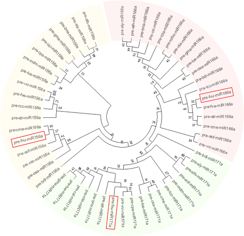 Figure 4. Phylogenetic assessment was conducted on the putative fennel miRNAs fvu-miR156a, fvu-miR166a, and fvu-miR171a (emphasized within the red squares) using their predicted precursor sequences.