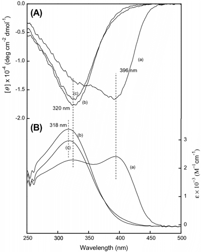 Figure 5 (A) CD and (B) UV–vis spectra of poly(LA75-co-PC25) measure in (a) CHCl3, (b) CHCl3/MeOH = 1:1, and (c) CHCl3/MeOH = 1:0.3 at room temperature, c = 3 × 10−4 mol/L.