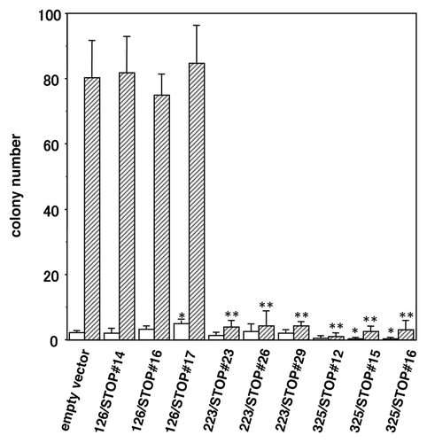 Figure 6. Bystander effects of the novel soluble IGF-I receptors to wild-type CaOV-3 cells. Conditioned media from CHO-Ras clones expressing various soluble IGF-IRs or the conditioned medium from an empty vector clone were prepared, then these conditioned media were mixed with the same amount of DMEM with 10% FBS for soft agar assay. Wild-type CaOV-3 cells at 3 × 104 cells/35 mm plate were seeded in 0.2% agar (0.5% underlay) made of these mixed conditioned media. Definite colonies larger than 200 μm in diameter were counted after 1 week [open column] and 2 weeks [striped column]. *p < 0.01; **p < 0.001 vs. empty vector.