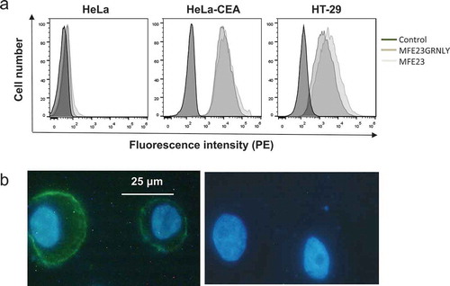 Figure 3. MFE23-GRNLY binding to CEA expressed on the cell surface. (a) HeLa, HeLa-CEA or HT-29 cells were stained with MFE23 or MFE23GRNLY, as indicated. Dark-gray histograms correspond to the negative controls. (b) Fluorescence images of HT-29 cells stained with (left) or without MFE23GRNLY (right), followed by mouse anti-His-tag and anti-mouse IgG-FITC antibodies. Nuclei were stained with Hoechst 33342.