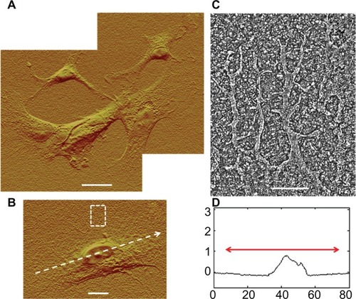 Figure 8 AFM investigation of astrocytes cultured on PLL Aclar surfaces. (A) Composite AFM deflection image of astrocytes by J scanner. Scale bar, 20 μm. (B) AFM deflection image of an astrocyte by J scanner. Scale bar, 10 μm. Dotted arrow identifies cross section. Dashed box identifies a cell edge. (C) Corresponding cross section profile. Axis units are in μm with astrocyte soma extent identified by red arrow. (D) Corresponding cell edge showing nanoscale filopodia by E scanner.Notes: Scale bar, 2 μm.Abbreviations: AFM, atomic force microscopy; PLL Aclar, poly-L-lysine-functionalized planar Aclar.