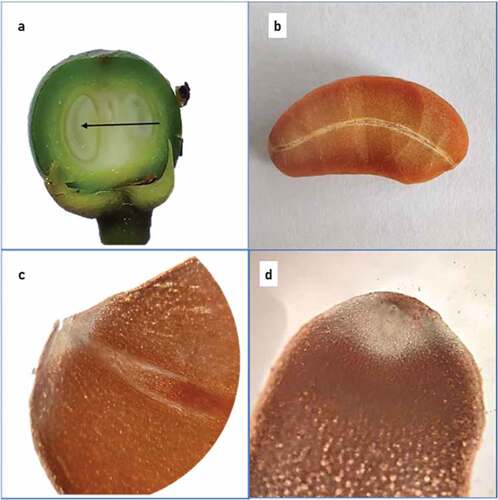 Figure 11. (a) Vascular strand connecting micropylar and chalazal ends in young fruit, (b) vascular strand in seed section, (c) section of seed showing rudimentary cotyledons and (d) section showing hidden embryo.