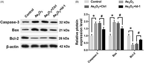 Figure 6. Id-1 ectopic expression partially restored the effect of As2O3 on the expression of apoptotic proteins in Tca8113 cells. *p < .05.