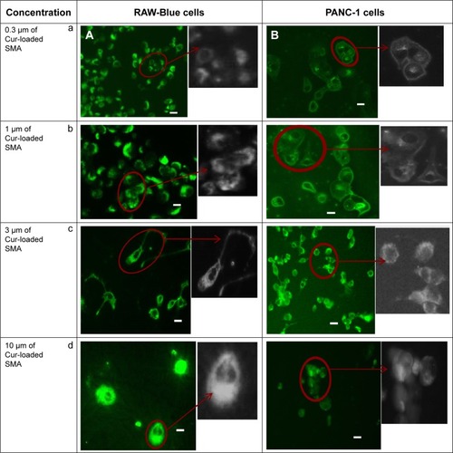 Figure 7 Fluorescent images showing cellular uptake of curcumin-loaded SMA in (A) RAW-Blue and (B) PANC-1 cell lines.