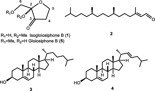 Figure 1. Compounds 1–4 isolated from N. yendoana as β-glucuronidase inhibitors and gloiosiphone B (5).