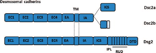 Figure 2. Stick diagrams of the DCs, Dsc2 and Dsg2, showing features referred to in text. EC, extracellular; EA, extracellular anchor; TM, transmembrane; ICS, intracellular cadherin segment; IPL, intracellular proline-rich linker; RUD, repeat unit domain; TD, terminal domain.