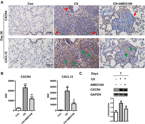 Figure 3 AMD3100 effectively reduced CXCR4 and CXCL12 expression in the silicotic lung. (A and B) Representative images show CXCR4 (upper) and CXCL12 (bottom) expression in lung sections determined by immunohistochemical staining analysis on day 28. Red arrows indicate CXCR4+ cells. Green arrows indicate CXCL12+ cells. DAB-labeled tissues were analyzed using Image-Pro Plus 6.0 software, as described in the material and methods. IOD: integrated optical density. Scale bar: 100 μm. (C) The expression of CXCR4 in the lungs was analyzed by Western blot on day 7. N=3 per group. **p < 0.01, ***p < 0.001 vs the control group. #P < 0.05, ##P < 0.01 vs the CS group.