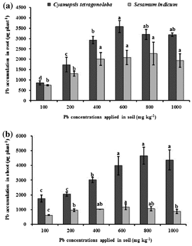 Figure 2. Accumulation of Pb in root (a) and shoot (b) of C. tertragonoloba and S. indicum after 12-week growth in soil medium with varying concentrations of Pb.