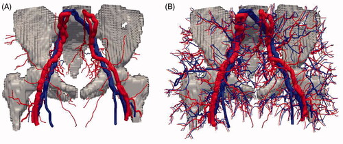 Figure 4. (A) Large arteries (red) and veins (blue) reconstructed from a CT angiogram of a human pelvis, together with the bony structures. (B) Expanded vasculature using the vessel generation algorithm devised by Van Leeuwen et al. [Citation43].