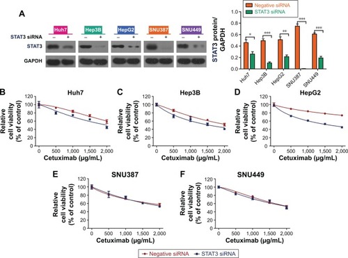 Figure 3 Suppression of STAT3 could enhance the sensitivity of epithelial phenotype HCC cells to cetuximab.