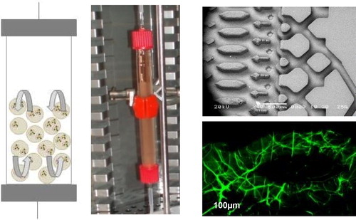 Figure 1. Left- Fluidized bed bioreactor hosting alginate microbeads. Right-top: microstructure of an empty biochip. Bottom: alginate reticulated (in green) in a microchannel.