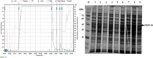 Figure 8. (a) Ni–NTA purification of (His) 6-tagged PEDV-S1 fusion protein. Crude extract was subjected to Ni–NTA chromatography. The crude extract was passed through the column, equilibrated with 50 mmol/L Tris, 10 mmol/L imidazole, and 500 mmol/L sodium chloride pH 7.5. The column was washed with 50 mmol/L Tris, 10 mmol/L imidazole, and 500 mmol/L sodium chloride pH 7.5. His-tagged PEDV-S1 was eluted by a linear 0%–50% gradient of 50 mmol/L Tris, 500 mmol/L imidazole, and 500 mmol/L sodium chloride, pH 7.5. The protein chromatogram is shown with the solid line. Fractions indicated by arrows were analyzed on SDS–PAGE. (b) The protein separation was done on 10% SDS-PAGE. Lane M, low molecular weight marker; lane 1, crude extract; lane 2, flow through; lane 3, wash; lane 4, fraction 11; lane 5, fraction 13; lane 6, fraction 17; lane 7, fraction 19; lane 8, fraction 21; lane 9, fraction 23.
