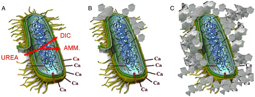 Figure 1 Simplified representation of the events occurring during ureolytic-induced carbonate precipitation. Calcium ions in the solution are attracted to the bacterial cell wall due to the negative charge of the latter. Upon addition of urea to the bacteria, dissolved inorganic carbon (DIC) and ammonium (AMM) are released into the microenvironment of the bacteria (A). In the presence of calcium ions, this can lead to local supersaturation and hence heterogeneous precipitation of calcium carbonate on the bacterial cell wall (B). After a while, the whole cell becomes encapsulated (C). © [Elsevier]. Reproduced by permission of De Muynck, De Belie, and Verstraete (Citation2010). Permission to reuse must be obtained from Elsevier.
