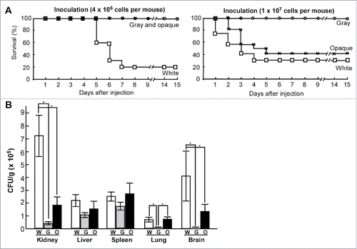 Figure 4. White, gray, and opaque cells differ in virulence in mouse systemic infections. (A) Survival curves for white, gray, and opaque cells of strain PC35. Each cell type (4 × 106, left, 10 mice used for each cell type; or 1 × 107, right, 12 mice used for each cell type) was injected into each mouse via the tail vein. (B) Fungal burdens of white, gray, and opaque cells in different organs in a mouse systemic infection system. Each cell type (2 × 106 cells in 200 μL of PBS) was injected into each mouse via the tail vein. Six mice were used for each cell type. The mice were killed at 24 hours after injection and 5 organs (liver, kidney, spleen, lung, and brain) were used for the fungal burden assays. The average numbers and standard deviations of the CFU per gram of different tissues are indicated. * indicates significantly difference (P value <0.05, Student's t-test, 2-tailed).