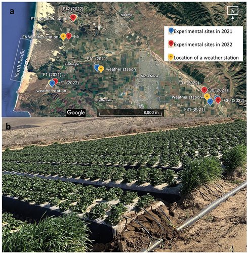 Figure 1. (a) Locations of experimental sites and weather stations in 2021 and 2022. (b) Typical strawberry production system in Santa Maria Valley showing 64-inch beds spacing, four lines of plants per bed, and three drip irrigation lines per bed.