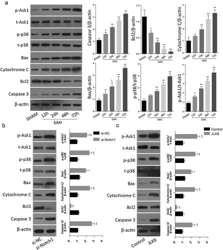 Figure 3. Silencing of Notch1 regulate the apoptosis through Notch1/ASK1/p38 MAPK signaling pathway. A: Western blot analysis of Notch1/ASK1/p38 MAPK signaling pathway dependent apoptosis in SAH-induced animal model (n = 6 for each group). B: Western blot analysis of Notch1/ASK1/p38 MAPK signaling pathway dependent apoptosis in si-Notch1 transfection in vitro. C: Western blot analysis of Notch1/ASK1/p38 MAPK signaling pathway dependent apoptosis in JLK6 transfection in vitro. (*p < 0.05, **p < 0.01) .