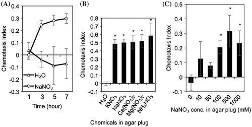 Fig. 2. Attraction assays using nitrates.