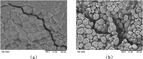 Figure 5. Micrographs of the cracks in endosperms when the kernels were subjected to an external force (x1200): (a) horny endosperm, (b) floury endosperm