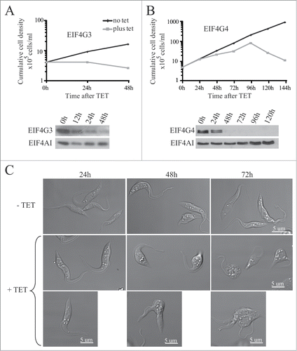 Figure 5. RNA interference of EIF4G3 and EIF4G4. Procyclic T. brucei cells were transfected with the p2T7-177 derived plasmid containing either of the eIF4G genes (EIF4G3 – (A), EIF4G4 – (B). Transfected cells were selected after growth in the presence of phleomycin and RNA interference induced after tetracycline addition. At regular intervals, cellular growth was monitored by counting the number of viable cells of cultures with and without tetracycline and the resulting values used to plot the curves shown (plus tetracycline – gray; minus tetracycline – black). Below each graph are Western-blot analyses of the proteins being targeted, using the affinity-purified antisera specific for each protein. The same blots were then reprobed with affinity purified antibodies against the endogenous control EIF4AI as loading control. All RNAi results shown are representative of multiple experiments performed with distinct transfection events. (C) Effect on cell morphology of the EIF4G4 RNAi preceding cell death. At selected time points after induction of the EIF4G4 RNAi, the cells were visualized at the confocal microscope to monitor for abnormalities in cell morphology. All RNAi results shown in the figure are representative of multiple experiments carried out with a minimum of 2 independently transfected cell lines.