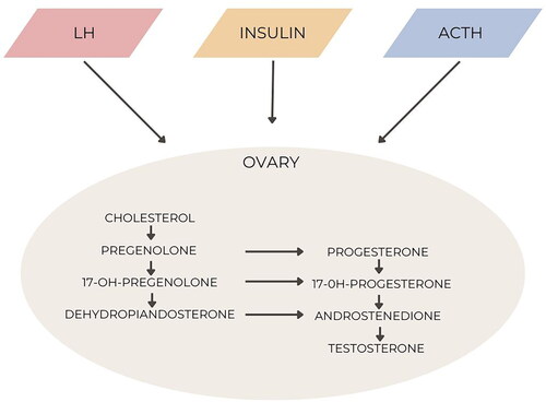 Figure 1. Production of androgen in ovaries and adrenal gland. Biosynthesis of the androgens associated with the ovary and the adrenal gland.