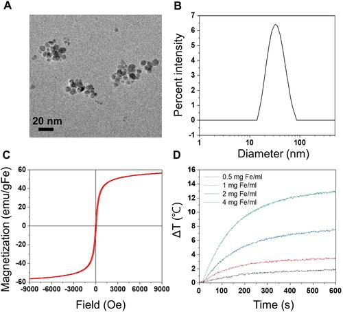 Figure 1 Characterization of the synthesized oleic acid-coated IONPs. (A) A TEM image of the IONPs. (B) A size distribution of the IONPs measured by DLS. (C) Magnetization curve of the IONPs. (D) Temperature increases of the sample solutions containing various amounts of IONPs under the AMF (H = 3.25 kA/m and f = 191 kHz).