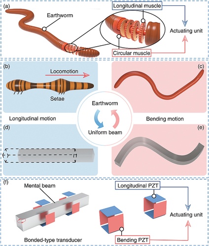 Figure 1. The locomotion mechanism of the earthworm and bonded-type transducer (BT). (a) The longitudinal and circular muscles of earthworm. (b) and (d) The longitudinal motion of the earthworm and BT, respectively. (c) and (e) The bending motion of the earthworm and BT, respectively. (f) The longitudinal and bending PZT plates of BT.