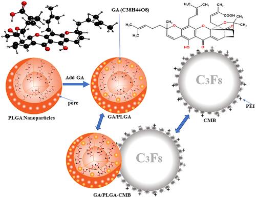 Figure 1 Pattern diagram of GA/PLGA-CMB. The positively charged CMB is combined with the negatively charged GA/PLGA to form a GA/PLGA-CMB microbubble complex.