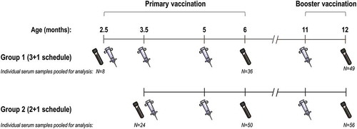 Figure 2. Study interventions and number of infants from whom sera was collected, by time point.N, number of infants with tested serum samples. Note: The test tube and syringe symbols indicate time points of blood draw and vaccination with 4CMenB, respectively.