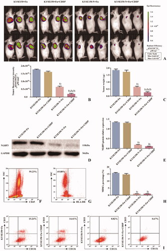 Figure 6. Effects of Fn infection and NLRP3 knockdown on CDDP treatment in NSG mice. A: Tumour size and fluorescence intensity of lesions from NSG mice in each group detected by in vivo imaging; B: Differences in tumour size and fluorescence intensity of NSG mice among the groups; C: Differences in tumour weight of NSG mice among the groups; D: Western blot was used to detect the expression of NLRP3 protein in tumours of NSG mice among the groups; E: Differences in NLRP3 protein expression in tumours of NSG mice among the groups; F: Leukocyte population (CD45+ cells); G: HLA-DR− Cell population; H: Differences in percentage of MDSCs (CD45+HLA-DR−CD11b+CD33+ cells) in tumours of NSG mice among the groups; I: Flow cytometry of the percentage of MDSCs (CD45+HLA-DR−CD11b+CD33+ cells) in tumours of NSG mice among the groups. 1) Compared with the KYSE150 + Fn group, p < 0.05; 2) compared with the KYSE150 + Fn + CDDP group, p < 0.05; 3) compared with the KYSE150-N + Fn group, p < 0.05.