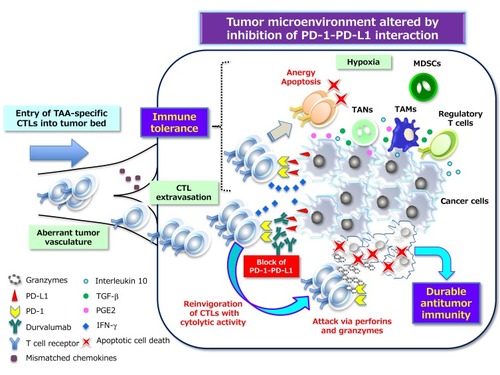 Figure 3 PD-1–PD-L1 interaction–dependent barrier to effector CTL activity in solid tumors. TAA-specific effector CTLs that can overcome chemokine mismatches and the aberrant vasculature of residual or metastatic tumor beds are able to attack cancer cells in a manner dependent on the interaction between peptide-MHC complexes and TCRs. The activated T cells secrete interferon-γ (IFN-γ), which induces the up-regulation of immunosuppressive mechanisms such as the expression of PD-L1 on cancer cells. PD-L1–mediated signaling via PD-1 displayed on effector CTLs renders them exhausted, anergic, or apoptotic, and thus no longer able to destroy cancer cells. However, inhibitors of PD-L1 such as durvalumab that interrupt the PD-1–PD-L1 interaction reinvigorate exhausted CTLs and restore them to the effector phase so that they are able to exert long-lasting antitumor effects in cancer patients. Immunosuppressive immune cells can also be attracted to tumor tissue via chemotaxis in response to chemokines induced by hypoxia. Inhibitory immune infiltrates include myeloid-derived suppressor cells (MDSCs), regulatory T cells, tumor-associated neutrophils (TANs), and tumor-associated macrophages (TAMs), all of which can produce immunosuppressive molecules such as interleukin 10, TGF-β, and prostaglandin E2 (PGE2). All abbreviations have been described previously.