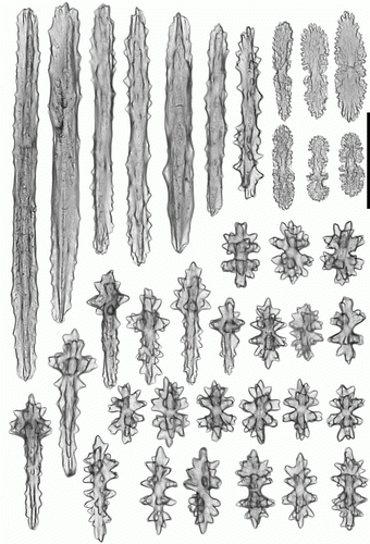 Figure 18.  Heteropolypus sol sp. nov. holotype (ZMMU Ec-111). Sclerites of anthocodia wall. Scale 0.1 mm.