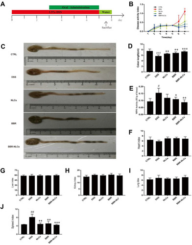 Figure 6 Treatment with BBR-NLCs alleviated symptoms of DSS-induced experimental colitis in mice.Notes: (A) Experimental protocol for DSS-induced colitis in mice. (B) Determination of DAI. (C) Representative colon length in each group. (D) Statistical analysis of colon length. (E) Colon MPO activity. (F) Heart weight index. (G) Liver weight index. (H) Kidney weight index. (I) Lung weight index. (J) Spleen weight index. Data are presented as mean ± SD (n = 6). #P < 0.05, ##P < 0.01, ###P < 0.001 compared with the control group; *p < 0.05, **p < 0.01, ***p < 0.001 compared with the DSS group.