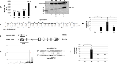Figure 6. Accumulation profile of liverwort-specific MpmiR11796, its pri-miRNA level, gene structure and target analyses. (A) sRNA NGS sequencing results; normalized read counts are presented above each bar; RPM-reads per million; (B) Northern blot hybridization analysis; U6snRNA was used as RNA loading control; the numbers below blot images are the relative intensities of miRNA bands; control signals in each blot were treated as 1; differences in signal intensity were calculated separately for male vegetative thalli control/antheridiophores, female vegetative thalli control/archegoniophores (numbers in the first row) or antheridiophores control/archegoniophores (numbers in the second row); the left side of northern blots shows the RNA marker depicting 17–25 nucleotide long RNAs; (C) Hairpin structure of pre-MpmiR11796; nucleotides highlighted in gray represent MpmiR11796 sequence; the minimum free energy (∆G) of predicted structure is shown below the precursor; (D) RT-qPCR expression level of pri-MpmiR11796; *p-value < 0.05; (E) MpMIR11796 gene structure (upper panel; pri-miRNA – light gray; pre-miRNA-dark gray), Mp4g11670 gene overlapping with MpMIR11796 gene (lower panel); boxes – exons (UTRs – striped; CDS – white); lines – introns; scale bar corresponds to 1kb; (F) Target plot (T-plot) of target mRNA Mp4g20750 based on degradome data; red arrow points to the mRNA cleavage site; T-plot is accompanied by a duplex of miRNA and its target mRNA; nucleotide marked in bold points to the mRNA cleavage site; (G) RT- qPCR expression level of Mp4g20750; **p-value < 0.01; male vegetative thalli (Mv), antheridiophores (Ma), female vegetative thalli (Fv) and archegoniophores (Fa).