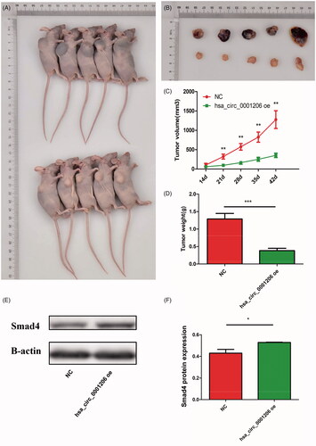 Figure 9. Hsa_circ_0001206 suppressed the growth of PCa in vivo. (A,B) The upper group represented negative control group, the other for hsa_circ_0001206 overexpressing group. (C,D) Tumor volumes and weights of two groups. (E,F) Western blot using xenograft tissues revealed that the protein expression of Smad4 was increased in the hsa_circ_0001206 overexpressing group compared with the control group. The histogram displays the quantitative analysis. The results are presented as the mean ± SEM. *p < .05.