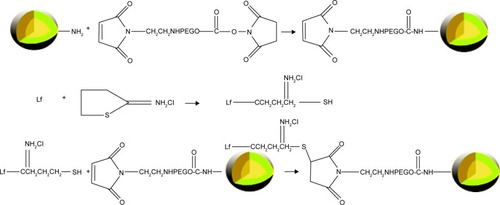 Figure 4 Conjugation of lactoferrin onto the nanobubbles through polyethylene glycol spacers.