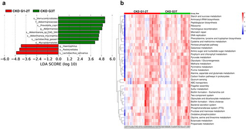 Figure 4. LEfSe analysis and predicted function in the gut Micorbiota of CKD G1-2T and CKD G3T groups. (a) LDA score histogram of CKD G1-2T and CKD G3T groups. (b) Heatmap of microbial function pathways.