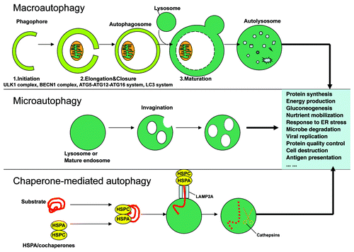 Figure 1. Schematic diagram of autophagy. In macroautophagy, the phagophores engulf the cytoplasmic constituents including organelles, and the resulting autophagosomes fuse with lysosomes, resulting in complete degradation of the sequestered cytoplasmic components by lysosomal hydrolases. In sequence, the cellular events during autophagy follow distinct stages: vesicle nucleation (formation of the phagophore), vesicle elongation and completion (growth and closure), fusion of the double-membrane autophagosome with the lysosome to form an autolysosome, and lysis of the autophagosome inner membrane and breakdown of its contents inside the autolysosome. Microautophagy, on the other hand, happens when lysosomes directly engulf cytoplasm by invaginating, protrusion and/or septation of the lysosomal limiting membrane. In CMA, specific cytosolic proteins are transported into lysosomes via a molecular chaperone/receptor complex composed of HSPA8/HSC70 and LAMP2A (the CMA receptor lysosome-associated membrane protein type-2A).