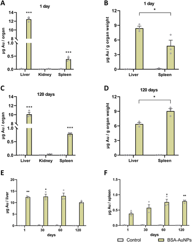 Figure 2 The amount of nanoparticles in mouse liver, kidneys, and spleen after one day (A) and the number of nanoparticles per gram of liver and spleen after one day (B) after a single application of nanoparticles (asterisks represent statistical differences between untreated and treated groups). The amount of nanoparticles in mouse liver, kidneys, and spleen after 120 days (C) and the amount of nanoparticles per gram of liver and spleen after 120 days (D) after a single application of nanoparticles (asterisks represent statistical differences between treated groups). The amount of nanoparticles in the liver after 120 days was significantly lower than after 1 and 30 days (E), while significantly more nanoparticles accumulated in the spleen after 60 and 120 days than after one day of nanoparticle application (F) (asterisks represent statistical differences compared to 120 days (E) or 1 day (F) treated groups). Data represent the mean ± SEM from three mice. Statistical significance among groups: P < 0.05 (*), P < 0.01 (**), and P < 0.001 (***).