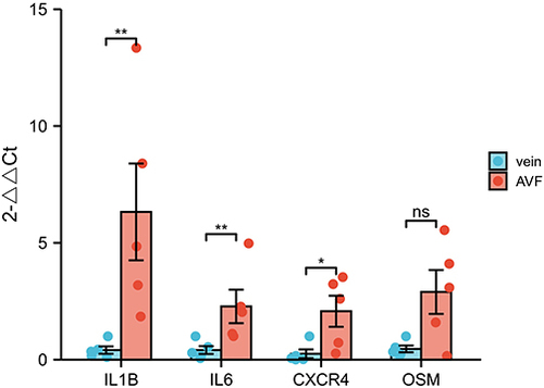 Figure 7 Gene expression of IL-1B, IL6, CXCR4, OSM by qRT-PCR in AVFs and veins. Gene expression of IL1B, IL6 and CXCR4 was significantly higher in the AVF group compared to the vein group, while OSM expression was not statistically different. Significant differences are indicated by *P<0.05, **P<0.01.