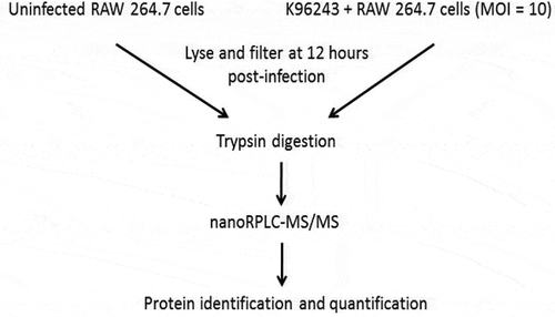Figure 1. Workflow diagram of the cell culture and proteomics procedures that were used in this study. RAW264.7 macrophages and macrophages infected with B. pseudomallei K96243 at a MOI of 10 were lysed and filtered at 12 hours after infection. The resulting protein samples were digested with trypsin, subject to nanoRPLC-MS/MS, identified and quantified.