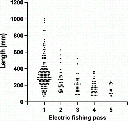 Figure 3  Dot plot of the length frequency of longfin eels caught in consecutive passes in the three reaches combined.