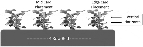 Figure 1. Water-sensitive paper cards are placed in vertical and horizontal positions at the top and mid-tier of the canopy, respectively. The active side of card is oriented away from the sprayer or downward toward the bed (i.e. hard-to-reach areas of the canopy).