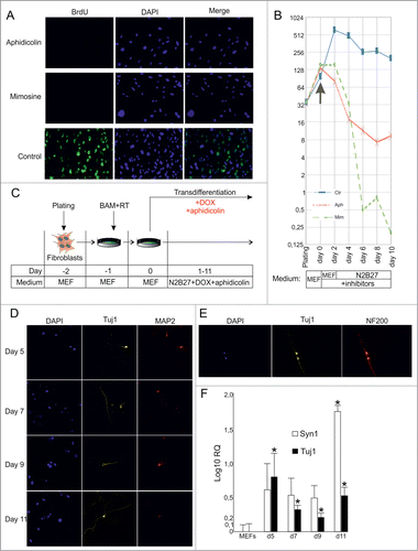 Figure 2. (See previous page) Direct conversion of MEFs into neuronal cells by BAM in the presence of cell division inhibitors. (A) BrdU incorporation in MEFs treated with cell division inhibitors aphidicolin or mimosine for 24 hr. (B) Number of MEFs survived after 2–10 d of culture in the presence of inhibitors. Aph – aphidicolin, Mim – mimosine, Ctr - untreated cells. X-axis indicates experimental time-frame starting from plating of MEFs (day -2) until day 10. Y-axis indicates the number of survived cells. The arrow shows the moment when medium was supplemented with cytostatics (day 0). The culture medium used at each time point of the experiment is shown in boxes under the plot. (C) Experimental design. MEFs were plated at day -2, transduced with BAM+RT viruses at day -1 and cultured in the presence of DOX and aphidicolin starting from day 0 until day 11. (D) Immunostaining with Tuj1 (yellow) and MAP2 (red) antibodies in the aphidicolin treated cells 5–11 d after viral transduction. (E) Tuj1/NF200 double-stained neurons generated from MEFs in the presence of aphidicolin 10 d after viral transduction. (F) Quantification of synapsin (Syn1) and Tuj1 expression (Log10 scale) in the aphidicolin treated cells 5–11 d after viral transduction. MEFs: control fibroblasts not transduced with viruses and cultured for 11 d in N2B27 media without aphidicolin *P < 0.05 in comparison to control MEFs.