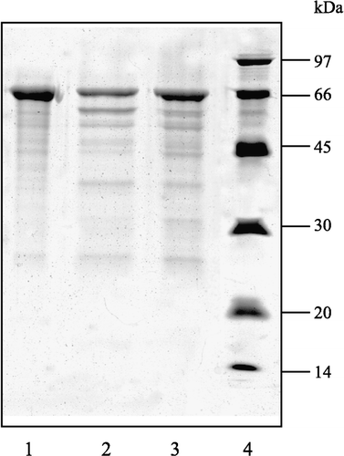 Figure 4 SDS-PAGE showing the inhibition of the HCB-SunI on HCB. 12.5% gel. (1) 20 μl BSA incubated with 10 μl buffer A; (2) 20 μl BSA plus 10 μl HCB in buffer A; (3) 20 μl BSA plus 10 μl HCB that was saturated with 10 μl purified HCB-SunI at pH 3.6; (4) Protein marker. BSA is 1 mg/ml in acetate buffer (0.1 M, pH 3.6). HCB is 0.5 mg/ml in buffer A; HCB-SunI is 0.5 mg/ml in buffer A.